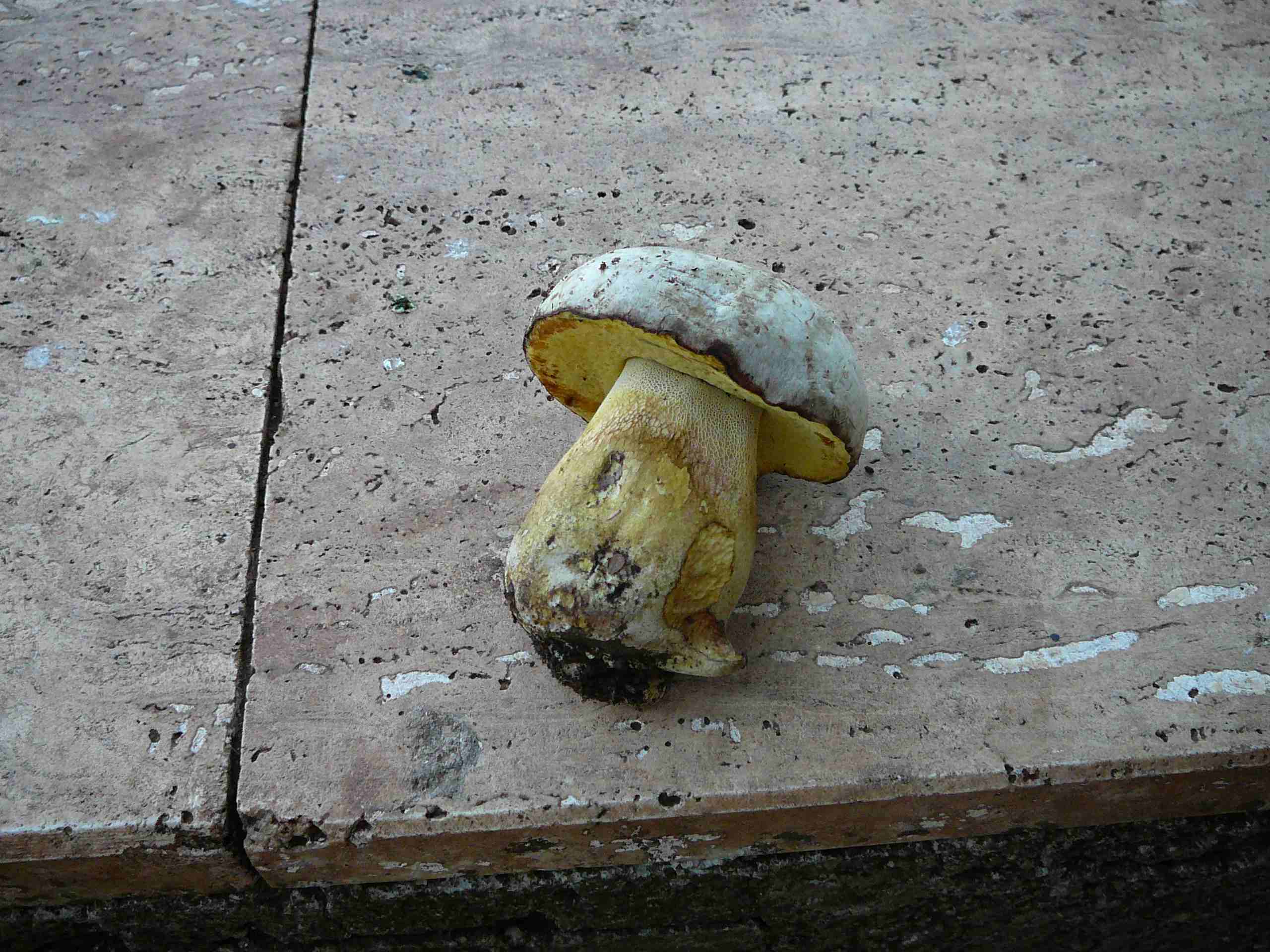 Identificazione Boleto